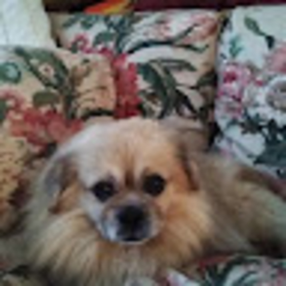 Meet your Posher, Lolita
